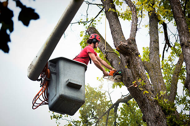 Williamsburg, KY Tree Care Services Company